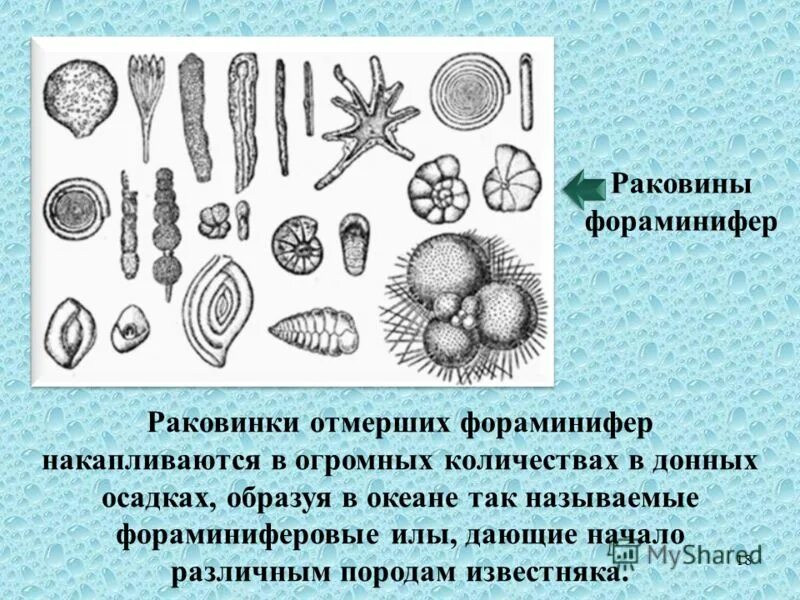 Фораминиферы зародышевая камера. Фораминиферы представители. Состав раковина фораминиферы. Раковины фораминифер. Морские корненожки фораминиферы.