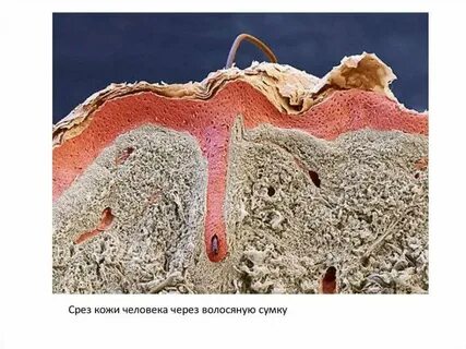 Кожа срез