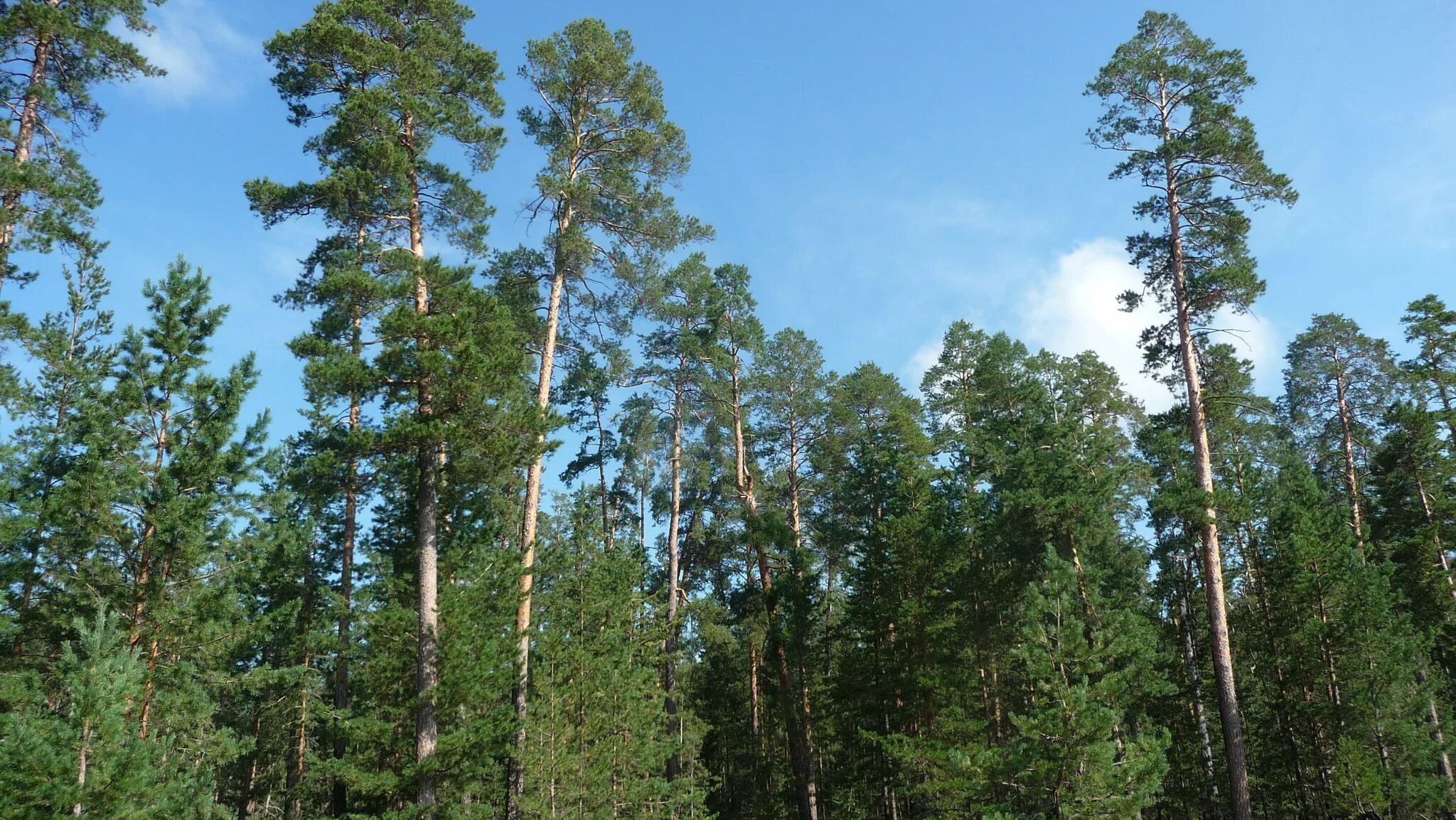 бузулукская сосна. бузулукский сосновый бор. сосновый бор бузулук. бузулукский сосновый бор национальный парк. бузулукский бор самарская область лес.