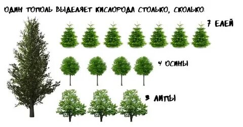 Какой газ поглощают деревья