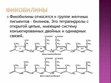 Содержит фотосинтетические пигменты