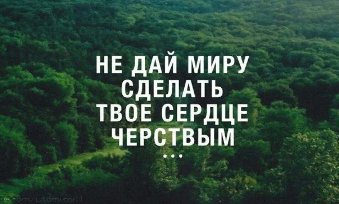 Не дай миру сделать твое сердце черствым. Черствость души высказывания. Черствая душа цитаты. Мир мой даю вам.