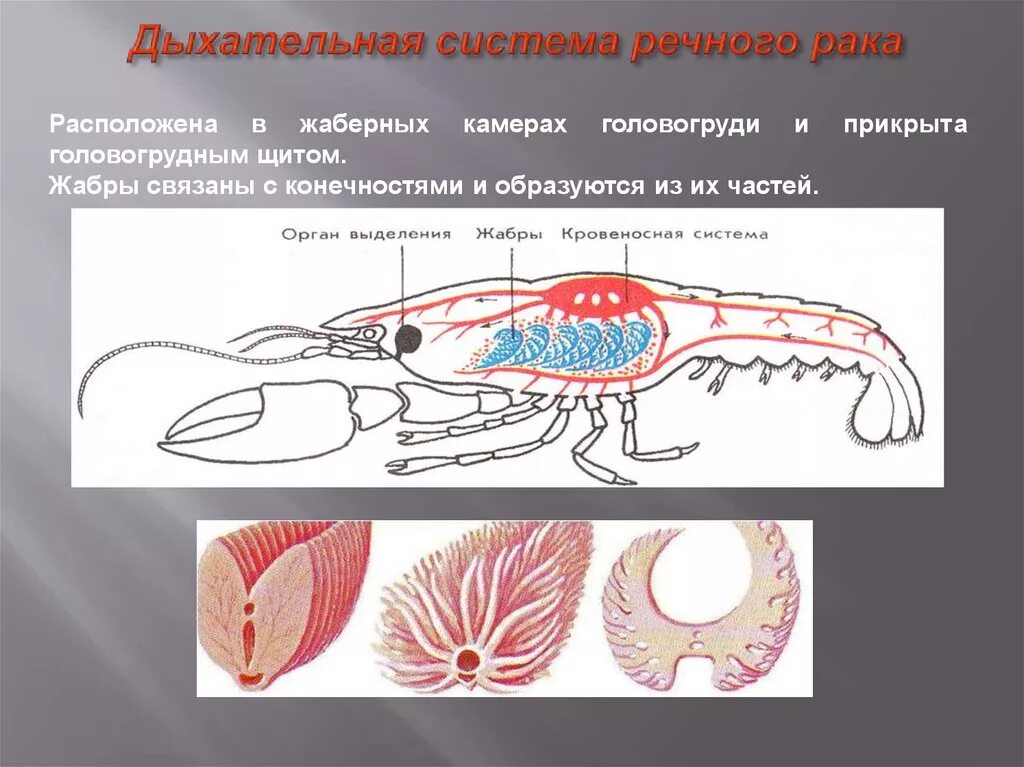 Класс ракообразные дыхательная система. Дыхательная система ракообразных схема. Класс ракообразные выделительная система. Строение дыхательной системы ракообразных. Речной рак дышит трахеями