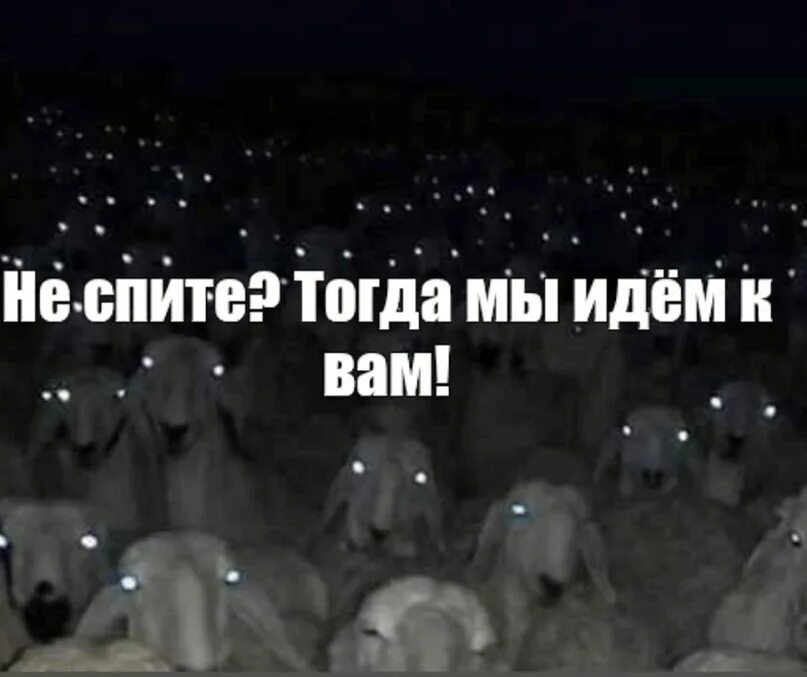 Стадо ночью. Стадо Баранов ночью. Стадо овец со светящимися глазами. Овцы ночью Мем. Нам в теплушках не спалось