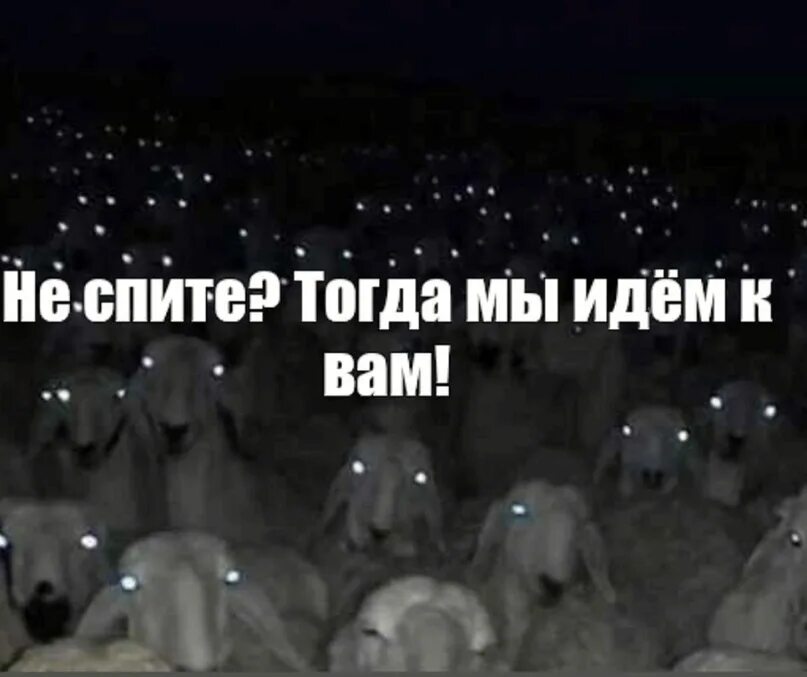 Нам в теплушках не спалось. Стадо ночью. Стадо Баранов ночью. Стадо овец со светящимися глазами. Овцы ночью Мем.