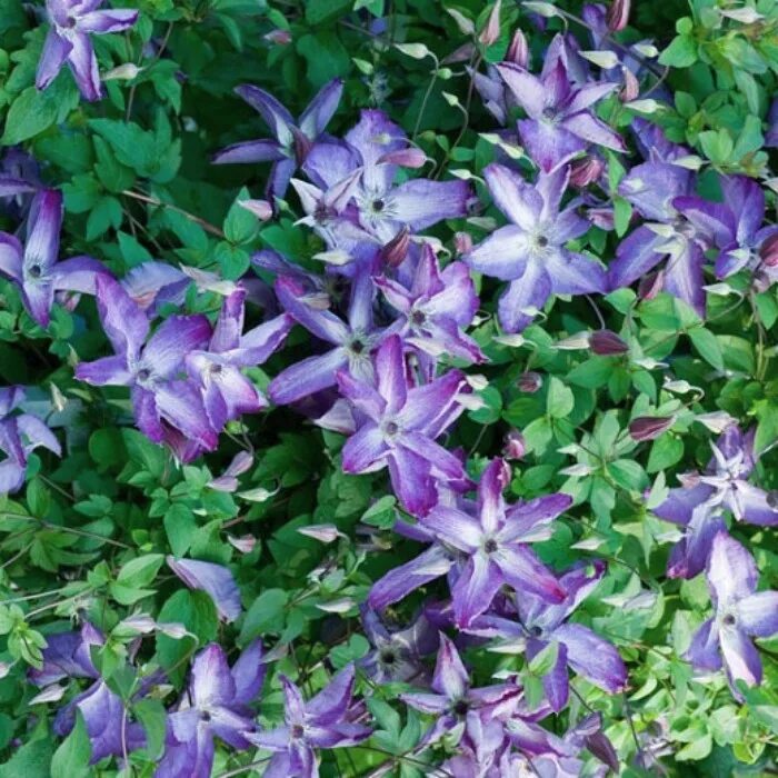 Клематис Веноза Виолацеа. Клематис Веноза Виолацеа Clematis venosa violacea. Клематис Венома виоляция. Клематис Виолет Элизабет. Клематис веноза виолацеа описание