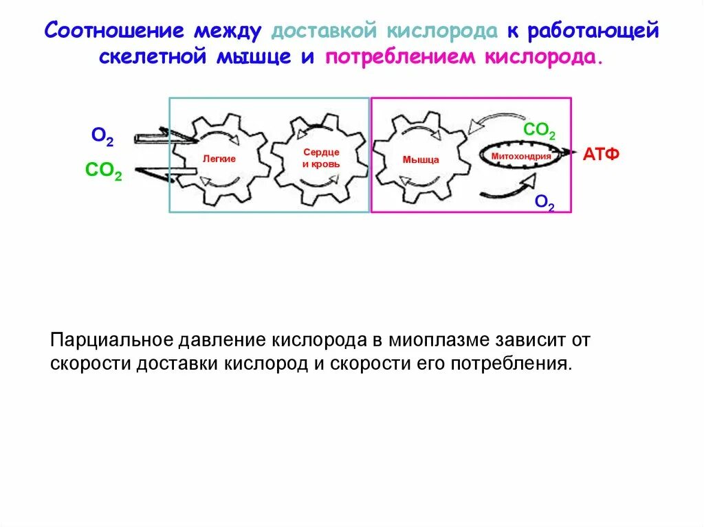 Кислород гликоген. Кислород соотношение между. кислород доставляемый кровью к мышце необходим для. парциальное давление кислорода в митохондриях. мышцы потребляют кислород.