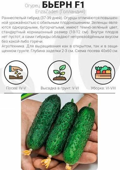 Огурец бьерн f1. Огурец сорт бьерн. Огурцы бьерн уход. Огурец сорт бьерн. Огурцы бьерн уход.