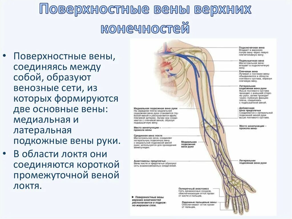Периферическая вена где. Поверхностные вены верхней конечности анатомия. Верхней конечности вены основная Вена. Медиальная поверхностная Вена руки схема. Вены предплечья анатомия схема.