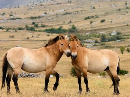 Видео қынаптағы мұз