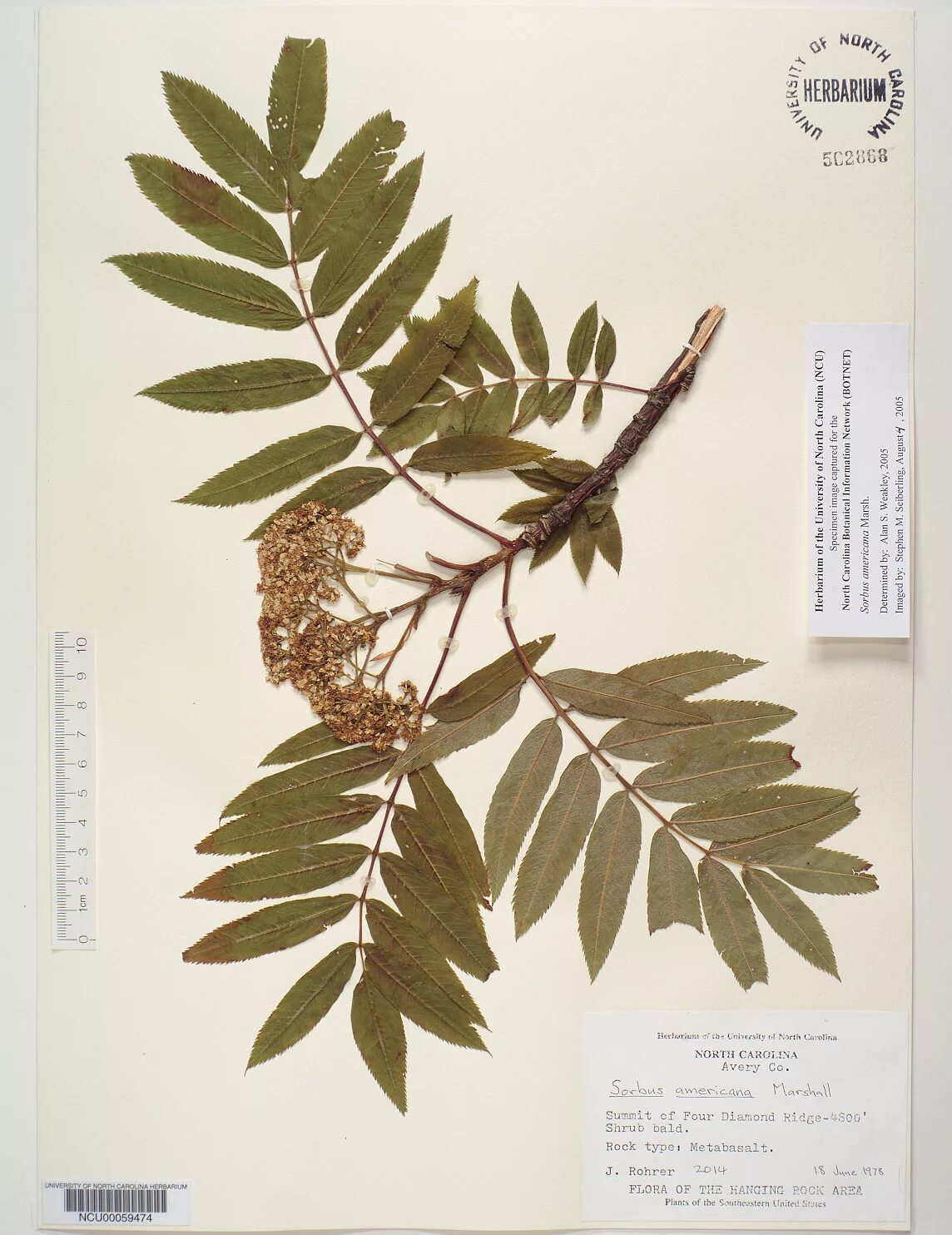 рябина гербарий