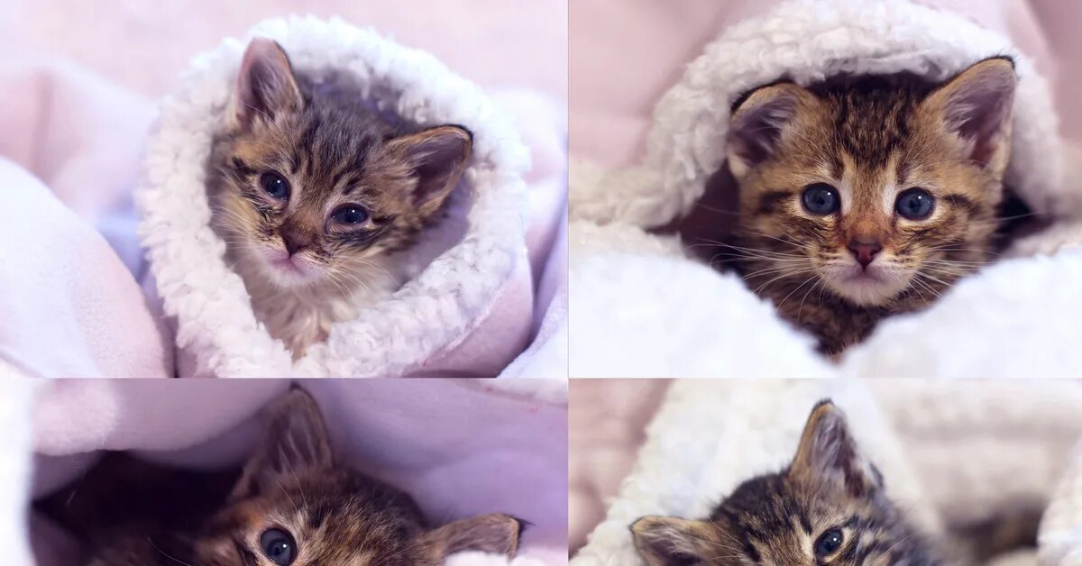 котенок лайк #котёнок #котенок #котёноклайк #kitty #kittenlike #kitten #kittens 