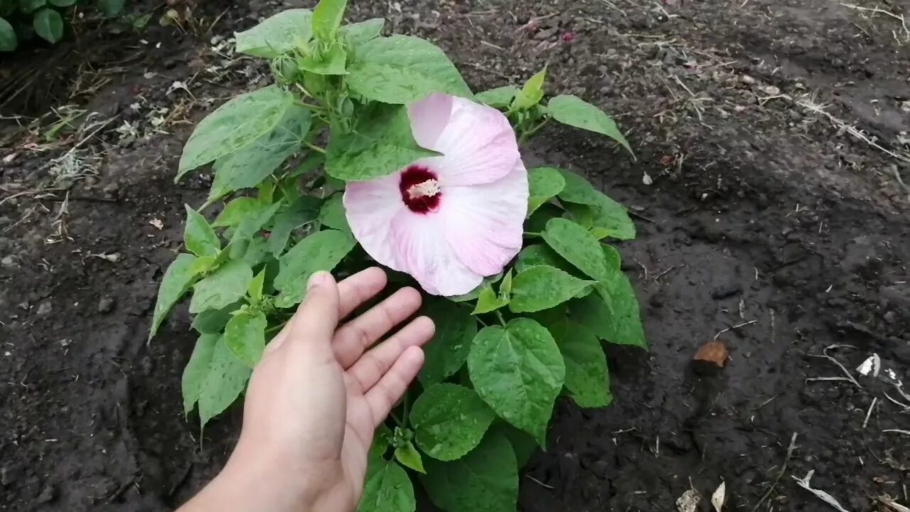 Травянистый гибискус