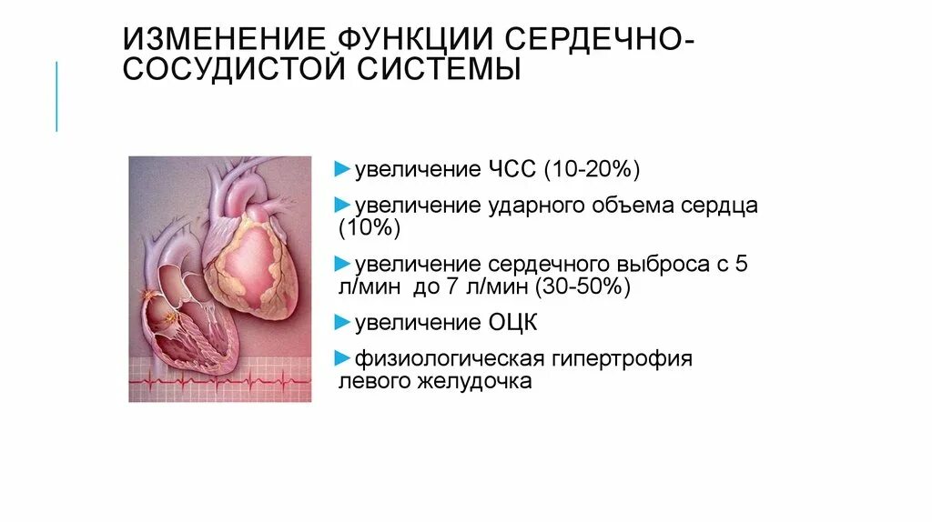 Возрастные изменения сердца. Функции сердечно-сосудистой системы. Изменение сердечно сосудистой системы беременных. Изменение функции сердечно-сосудистой системы. Изменения ССС при беременности.