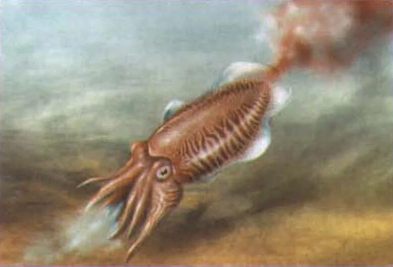 Каракатица реактивное движение. Каракатица в реке. Древнее животное похожее на каракатицу. Каракатица двигается. Клип черная каракатица