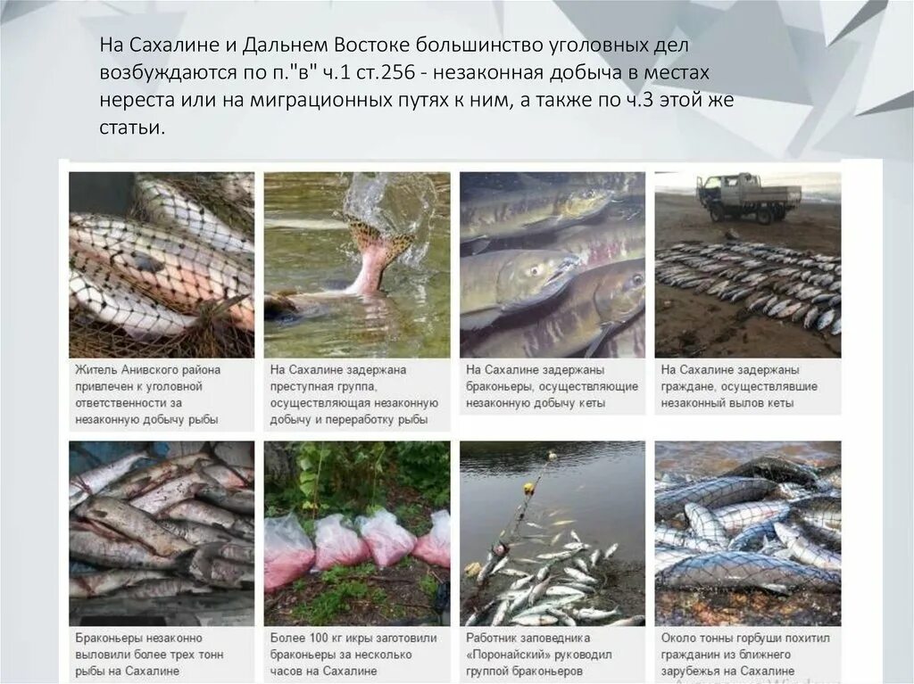Решение браконьерства