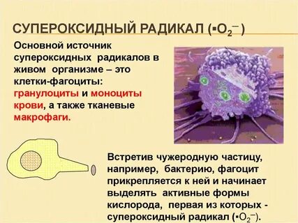 Гранулоциты макрофаги