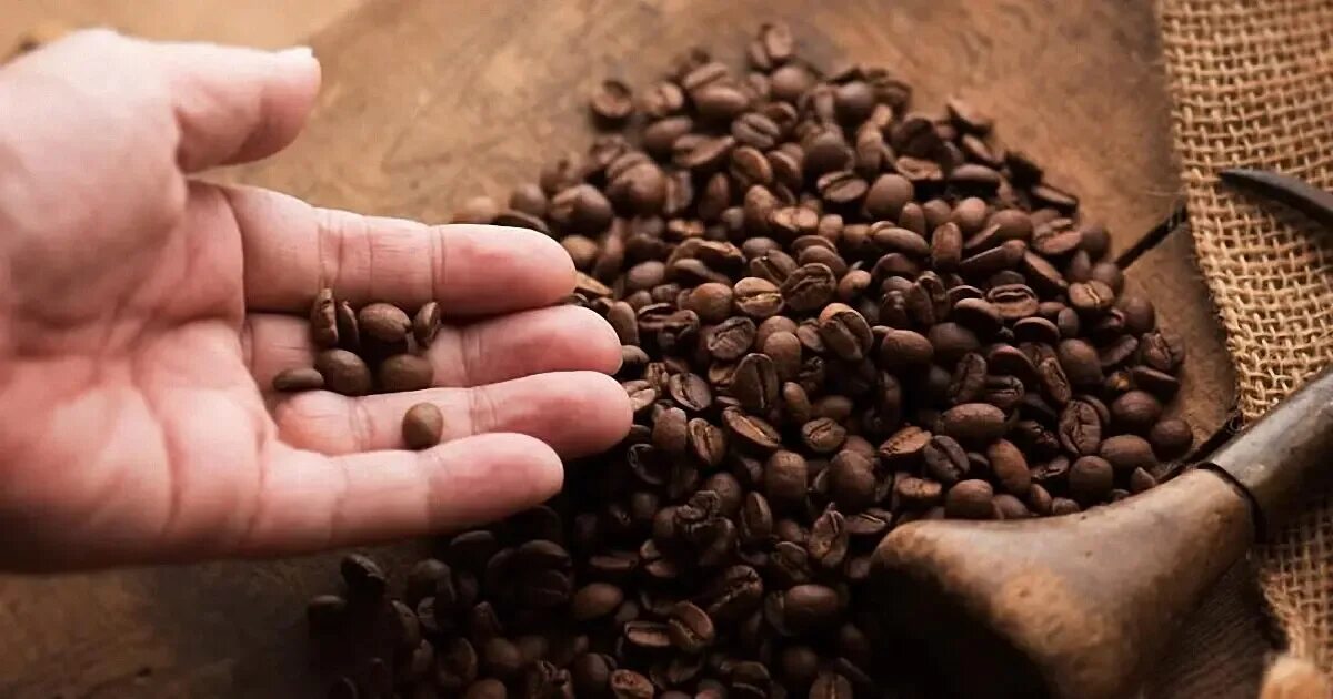 Кофе Арабика из Индии. Кофе в зернах Arabica. Атоми кофе Арабика черный. Кофе Арабика в зернах.