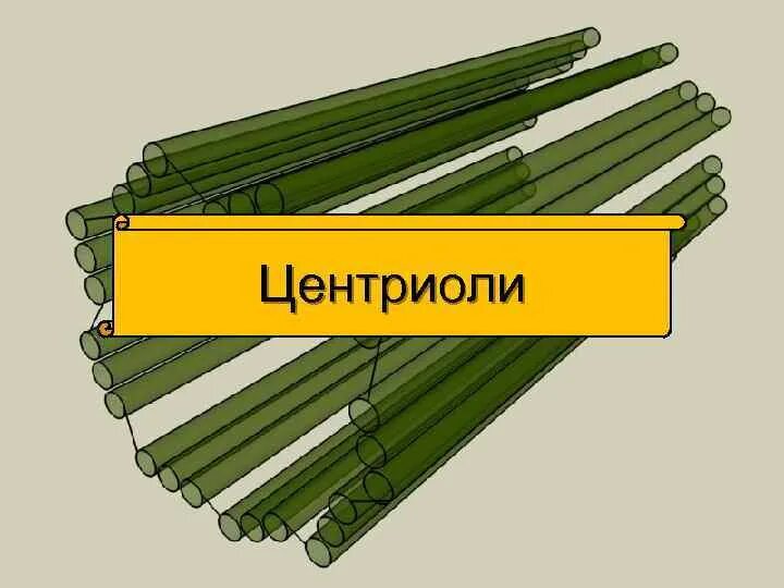 Центриоль впр. Центриоли. виды центриолей. центриоли форма. центриоль представляет собой.