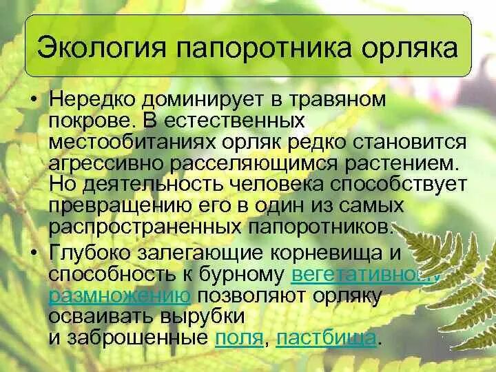 Какой тип питания характерен для орляка обыкновенного. Папоротник орляк размножение. Орляк обыкновенный Голосеменные. Экология папоротников. Цикл развития папоротника орляка.