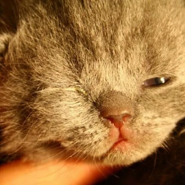 Не открывается 1 глаз. У котят открываются глазки. раскрытие глаз у котят. глаза у котят открываются.