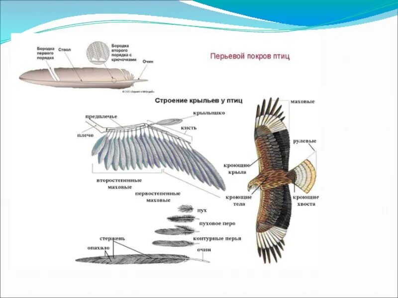 Строение перьевого Покрова птиц. Внешнее строение и перьевой Покров птиц. Изучение строения перьевого Покрова птиц. Перьевой Покров птиц. Изучение строения пера птицы