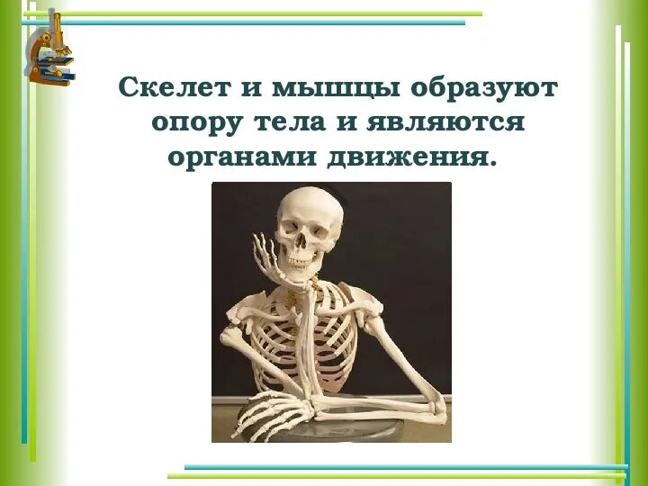Презентация по билогии " Скелет человека" 8 класс