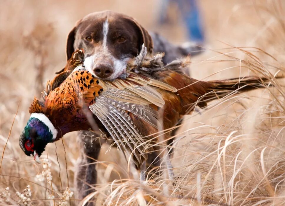 полная дичь. иж81 спортинг. требования к качеству пернатой дичи. охотник с двустволкой. хороший дичь.