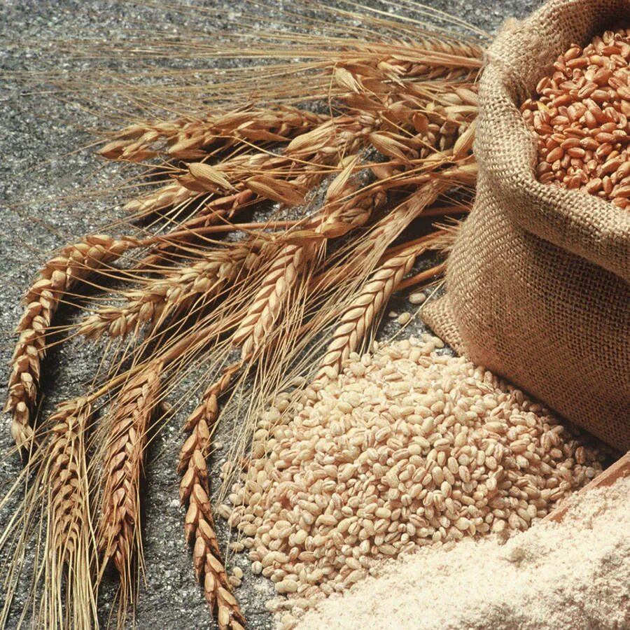 Из пшеницы получается 80 процентов. Мука. Рожь мука. Зерно мука. Пшеница мука.