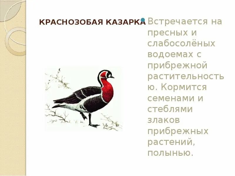 Какие животные башкирии занесены в красную книгу. Какие животные башкирии занесены в красную книгу