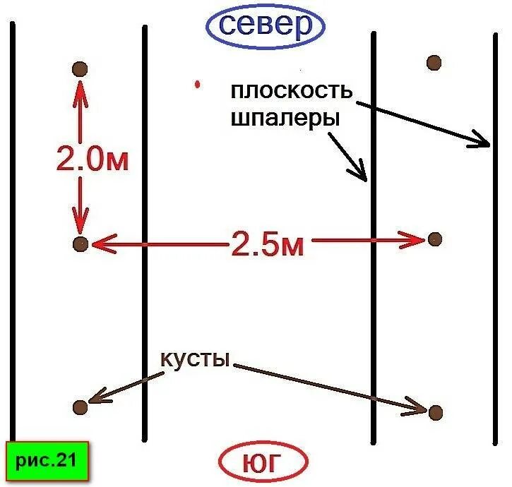 Расстояние между кустами винограда