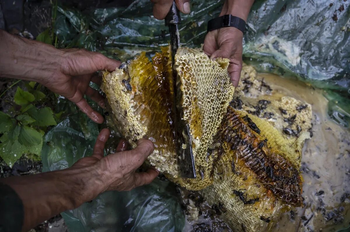 Jungle Nomads - Eric Valli in 2021 Himalayas, Honey, Nepal