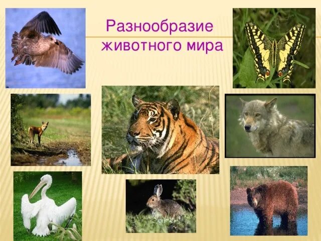 Разнообразие животных 3 класс видеоурок