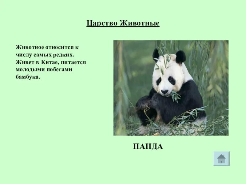 Панда материк. Панда обитает в евразии. где обитает панда на каком материке. где живут панды.