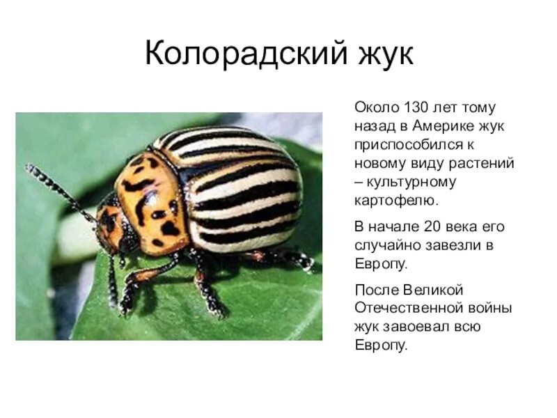 Внешнее строение колорадского жука