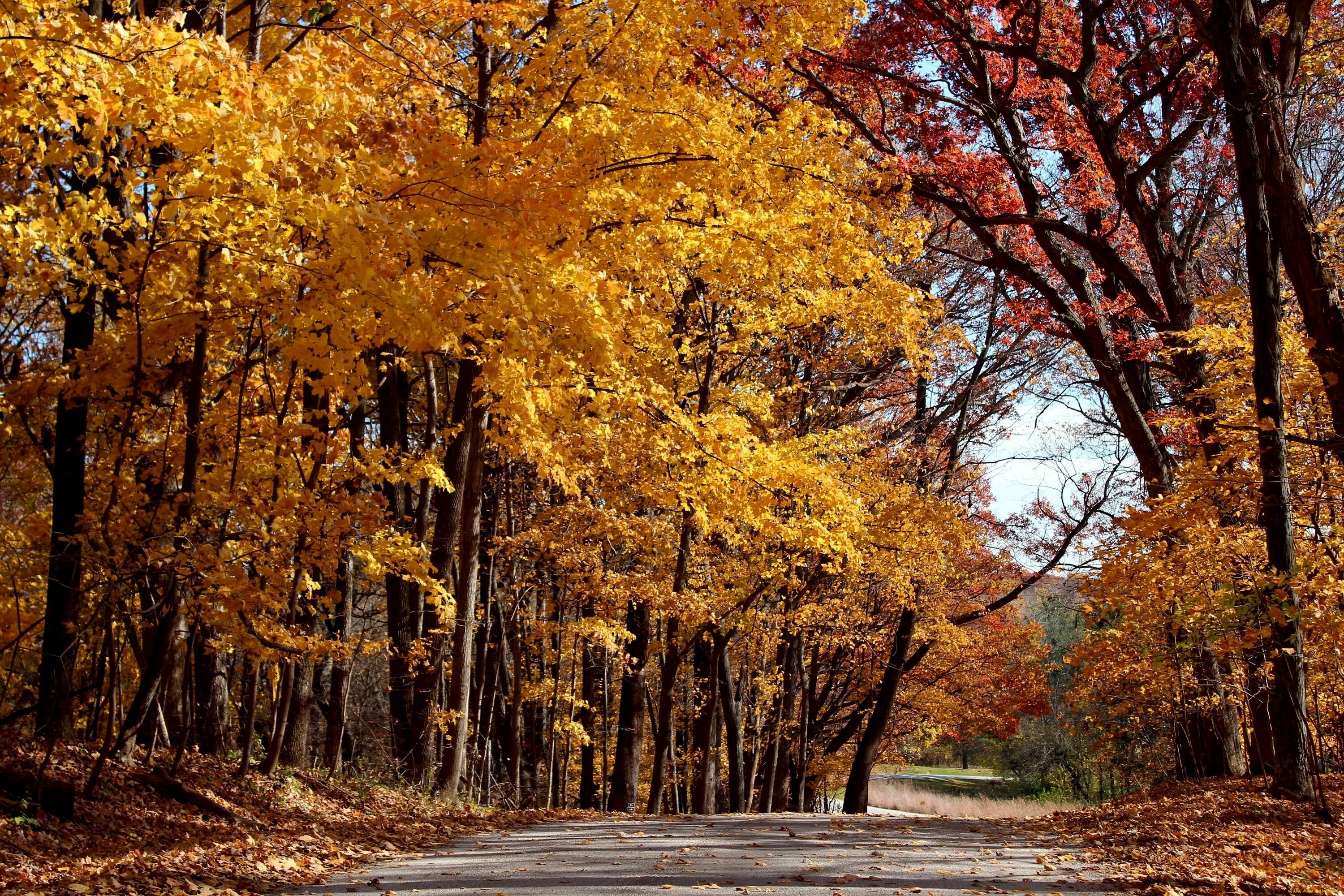 Светлый осенний лес. Листопад. Осень пейзаж фото высокого разрешения. Осенний лес сбоку. 2 сентября осень