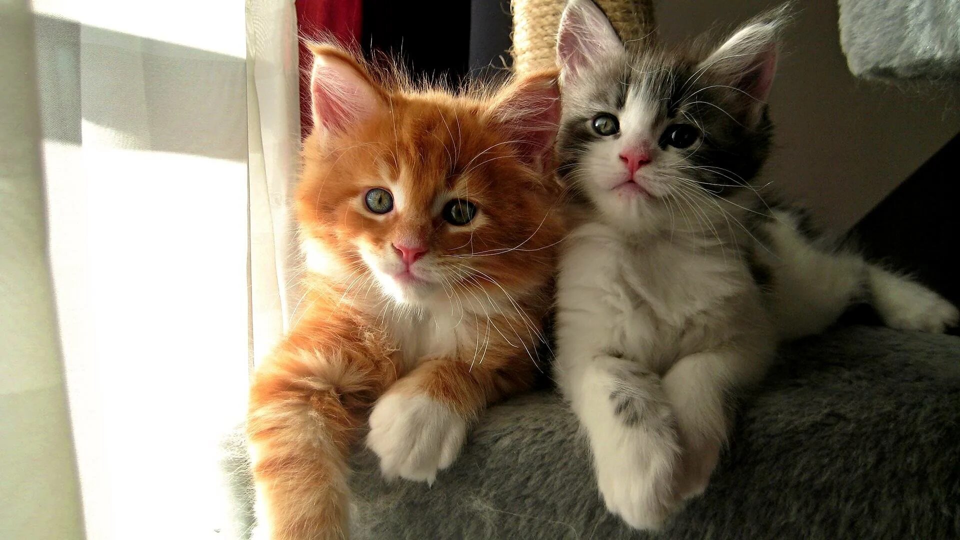 Котики серый и рыжий. Котики серый и рыжий. Котики серый и рыжий. Кошка с котятами. Серый и рыжий котенок.