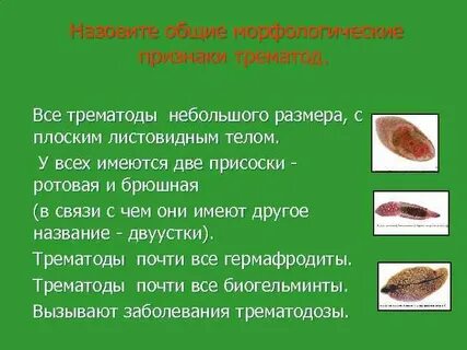 Листовидная форма червей