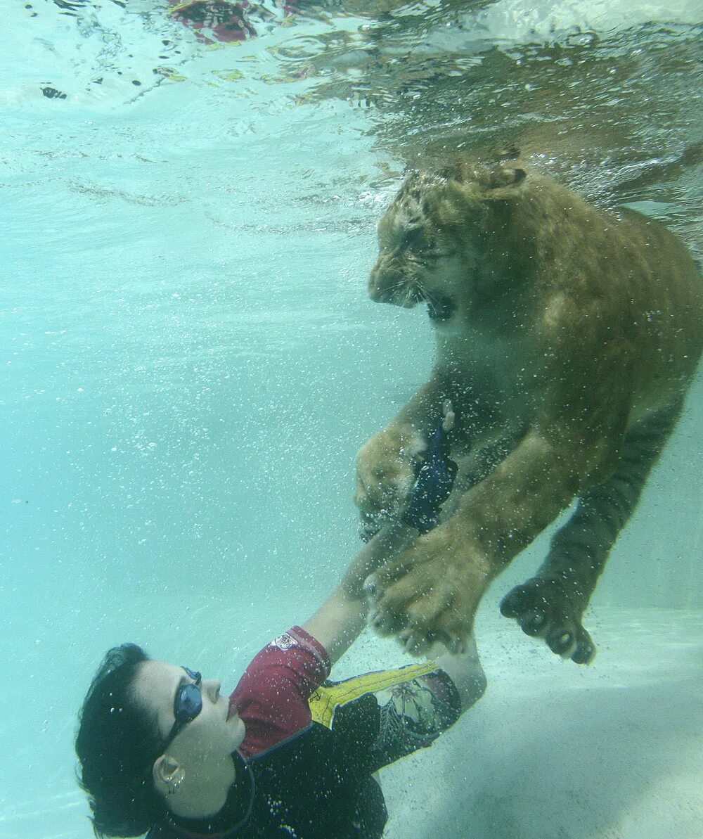 Animals swim