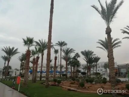 Beach albatros sharm отзывы