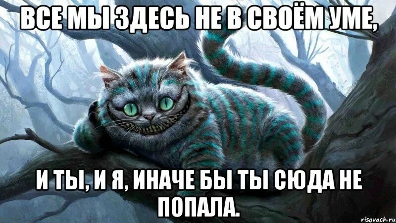 Попал картинка. Фразы Чеширского кота. Чеширский кот все мы немного сумасшедшие. Все мы здесь не в своем уме. Чеширский кот Мем.