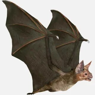Bat user