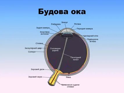 Око схема