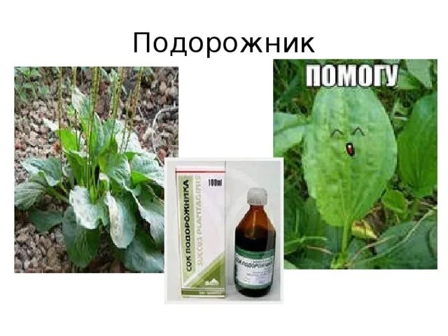 За всё спасибо добрый друг мы из будущего. Подорожник для дошкольников. Подорожник песня. Подорожник-трава алиса. Подорожник песня.