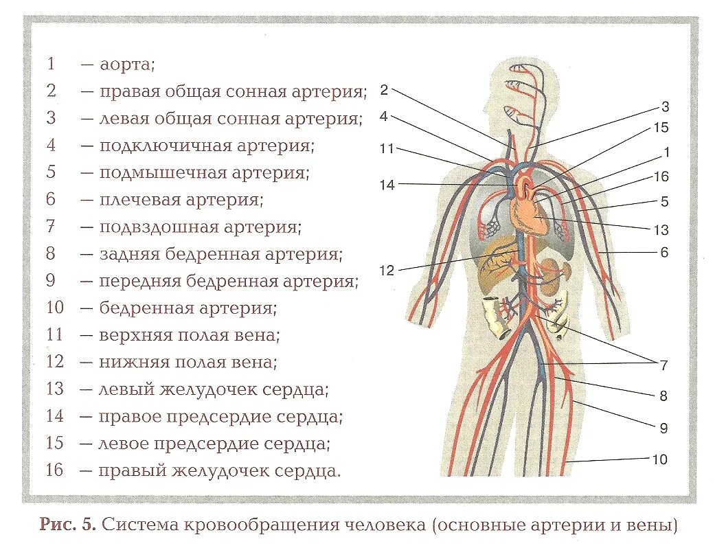 Артериальная система схема артерий. Артерии у человека расположение. Артерии человека схема расположения анатомия. Основные артерии человека схема.