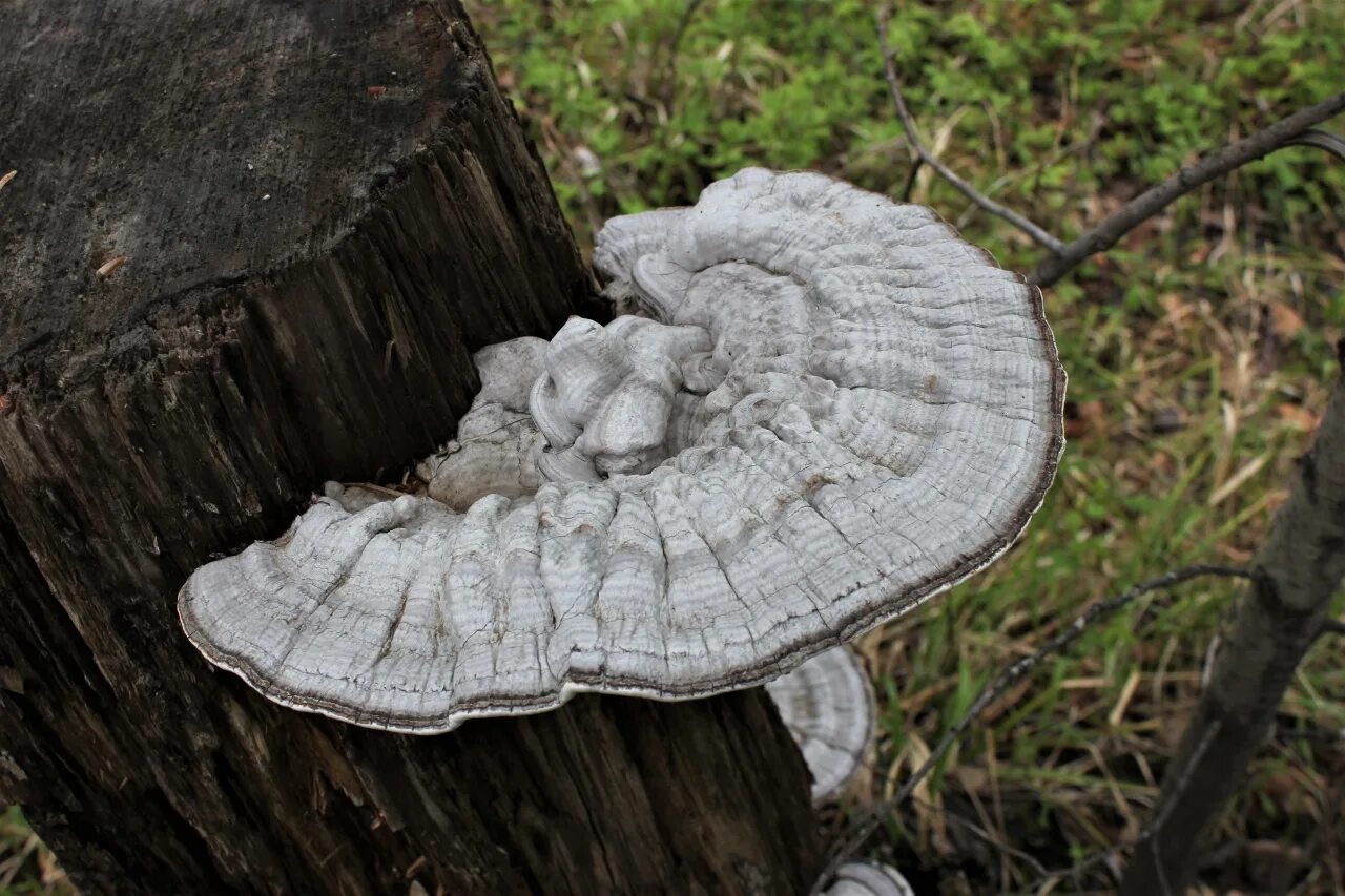 Трутовик бактерия. Трутовик плоский Ganoderma applanatum. Гриб трутовик. Вёшенка трутовик. Трутовик Литшауэра.