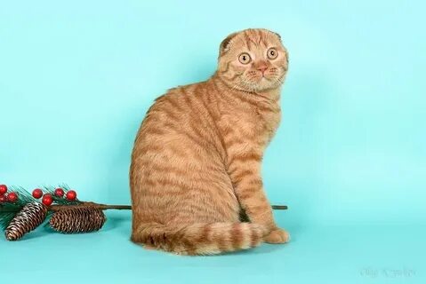 Питомник шотландских кошек