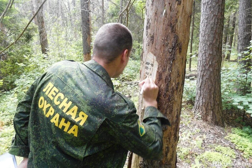 Заходишь в лесхоз и сразу чувствуешь. Лесная охрана Лесники. Лесник в лесу. Лесничие охраняют леса. Работники лесного хозяйства.