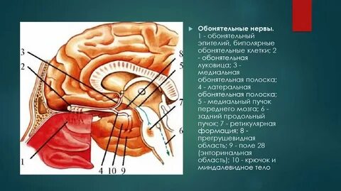 1 пара обонятельный нерв