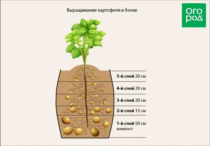 На каком расстоянии сажать картошку друг. Схема посадки картошки. Схема посадки миниклубней картофеля. Глубина посадки картофеля. Схема произрастания картофеля.